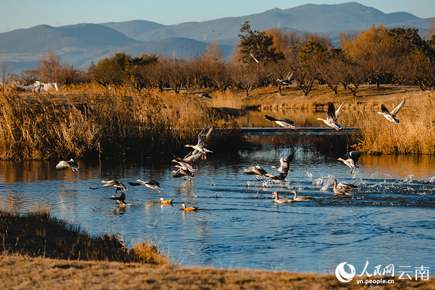 Taman Tanah Basah Laishihai: Lokasi Lindung Penting Burung Hijrah