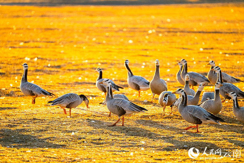 Taman Tanah Basah Laishihai: Lokasi Lindung Penting Burung Hijrah