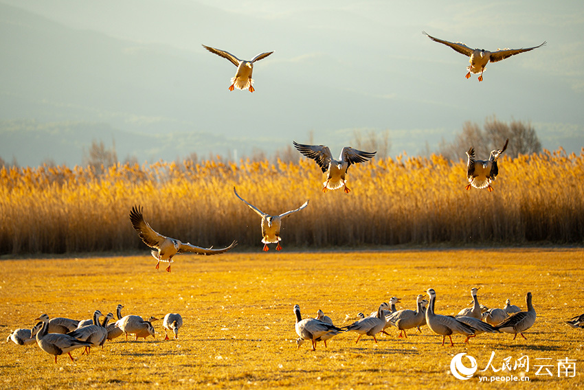 Taman Tanah Basah Laishihai: Lokasi Lindung Penting Burung Hijrah