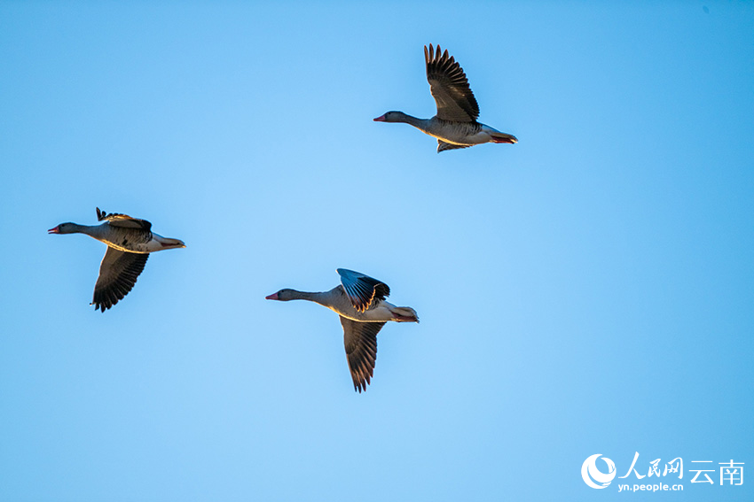 Taman Tanah Basah Laishihai: Lokasi Lindung Penting Burung Hijrah