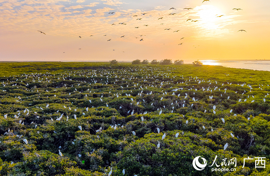 Kawanan burung hijrah termasuk bangau, tekukur, dan pied avocet dilihat mengerumuni hutan-hutan bakau di pulau Qixing, pekan Shagang, kaunti Hepu, wilayah autonomi Zhuang Guangxi, selatan China. (Foto/People's Daily Online)