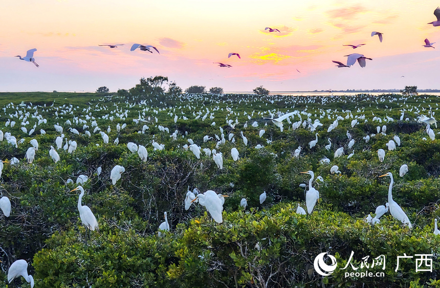 Kawanan burung hijrah termasuk bangau, tekukur, dan pied avocet dilihat mengerumuni hutan-hutan bakau di pulau Qixing, pekan Shagang, kaunti Hepu, wilayah autonomi Zhuang Guangxi, selatan China. (Foto/People's Daily Online)