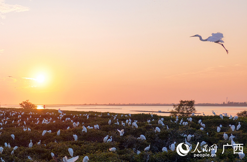 Seekor burung hijrah meluncur terbang ketika matahari terbenam di hutan bakau pinggir laut di pulau Qixing, pekan Shagang, kaunti Hepu, wilayah autonomi Zhuang Guangxi, selatan China. (Foto/People's Daily Online)