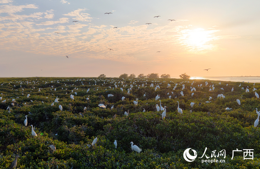 Foto menunjukkan burung-burung hijrah berehat dan makan di hutan-hutan bakau yang rimbun di pulau Qixing, pekan Shagang, kaunti Hepu, wilayah autonomi Zhuang Guangxi, selatan China. (Foto/People's Daily Online)