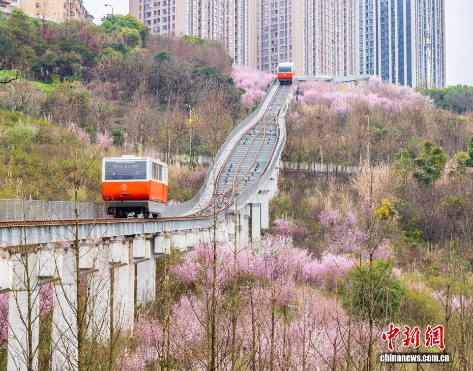 Kereta Kabel Meluncur di Celah Bunga di Chongqing