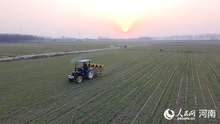 Petani memasang talian pengairan titis di ladang gandum di kaunti Huojia, Xinxiang, provinsi Henan, tengah China. (People's Daily Online/Shang Mingzhen)