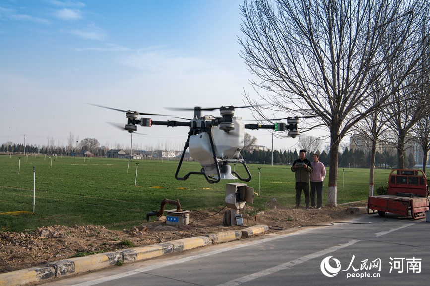 Feng Qinyuan mengendalikan sebuah dron untuk membaja ladang gandum di kaunti Huojia, Xinxiang, provinsi Henan, tengah China. (People's Daily Online/Shang Mingzhen)