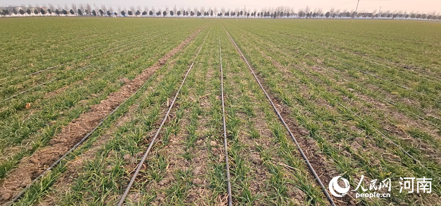 Foto menunjukkan talian pengairan titis yang tersusun kemas di ladang gandum di kaunti Huojia, Xinxiang, provinsi Henan, tengah China. (People's Daily Online/Shang Mingzhen)