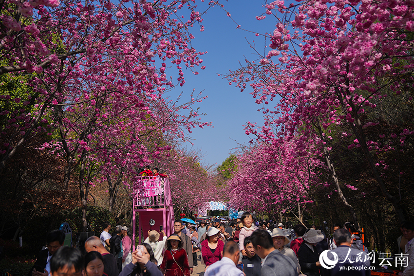 Bunga Ceri Mekar Penuh, Tarik Pengunjung ke Kunming