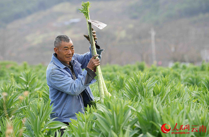 Seorang petani menuai Gong Cai, sejenis sayur dari keluarga salada, di kampung Sangbulao, pekan Yangjiang, kaunti autonomi Yi Yangbi di provinsi Yunnan, barat daya China, 25 Februari 2026. (People's Daily Online/Hu Zunhui)