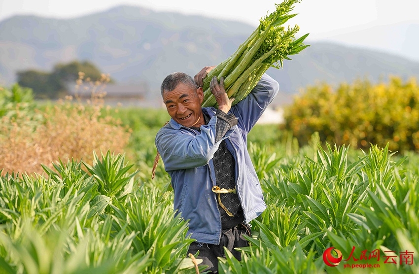 Seorang petani menuai Gong Cai, sejenis sayur dari keluarga salada, di kampung Sangbulao, pekan Yangjiang, kaunti autonomi Yi Yangbi di provinsi Yunnan, barat daya China, 25 Februari 2026. (People's Daily Online/Hu Zunhui)