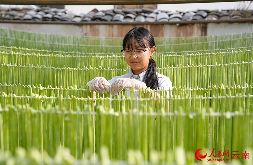 Gong Cai, sejenis sayur dari keluarga salada, dikupas dan dihiris lalu dianginkan di rumah seorang penduduk di kampung Sangbulao, pekan Yangjiang, kaunti autonomi Yi Yangbi di provinsi Yunnan, barat daya China, 25 Februari 2026. (People's Daily Online/Hu Zunhui)