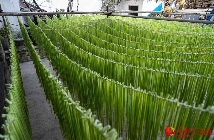 Gong Cai, sejenis sayur dari keluarga salada, dikupas dan dihiris lalu dianginkan di rumah seorang penduduk di kampung Sangbulao, pekan Yangjiang, kaunti autonomi Yi Yangbi di provinsi Yunnan, barat daya China, 25 Februari 2026. (People's Daily Online/Hu Zunhui)