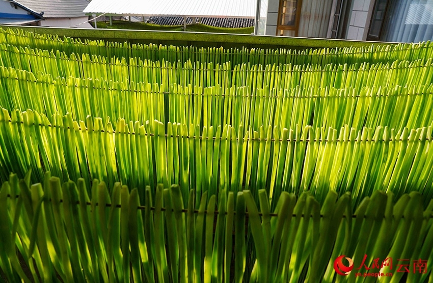 Gong Cai, sejenis sayur dari keluarga salada, dikupas dan dihiris lalu dianginkan di rumah seorang penduduk di kampung Sangbulao, pekan Yangjiang, kaunti autonomi Yi Yangbi di provinsi Yunnan, barat daya China, 25 Februari 2026. (People's Daily Online/Hu Zunhui)