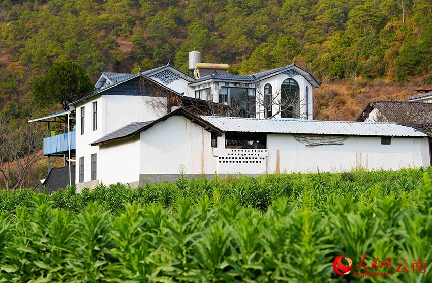 Gong Cai, sejenis sayur dari keluarga salada, tumbuh di kampung Sangbulao, pekan Yangjiang, kaunti autonomi Yi Yangbi di provinsi Yunnan, barat daya China, 25 Februari 2026. (People's Daily Online/Hu Zunhui)