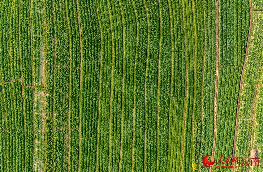 Foto ini menunjukkan pemandangan ladang Gong Cai dari udara, di kampung Sangbulao, pekan Yangjiang, kaunti autonomi Yi Yangbi di provinsi Yunnan, barat daya China, 25 Februari 2026. (People's Daily Online/Hu Zunhui)