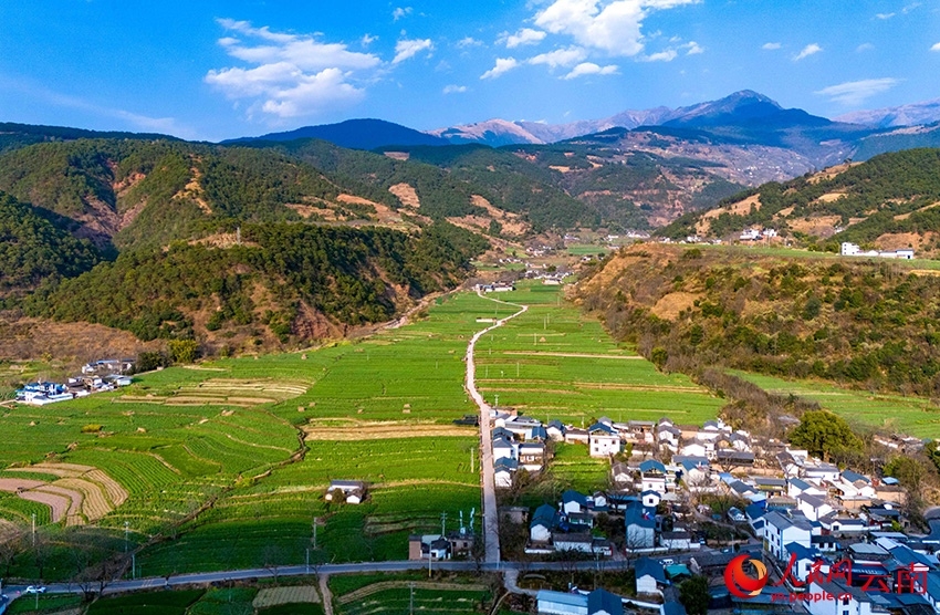 Foto ini menunjukkan pemandangan ladang Gong Cai dari udara, di kampung Sangbulao, pekan Yangjiang, kaunti autonomi Yi Yangbi di provinsi Yunnan, barat daya China, 25 Februari 2026. (People's Daily Online/Hu Zunhui)