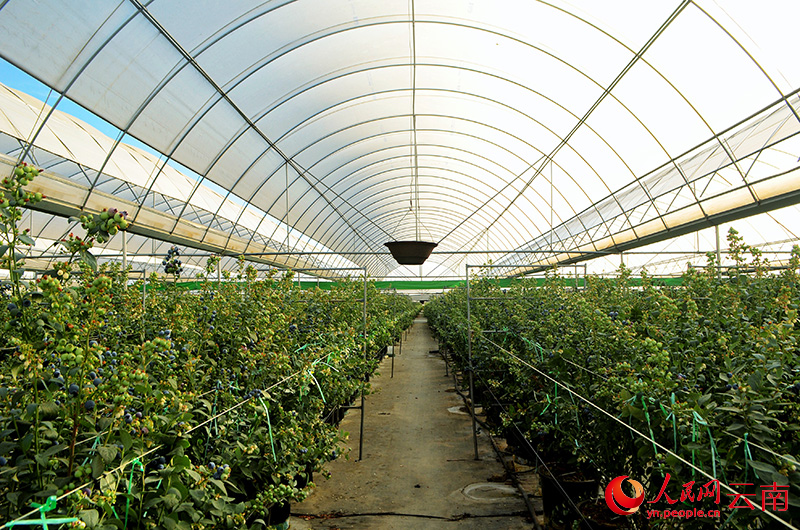 Foto menunjukkan rumah hijau moden di sebuah pusat penanaman beri biru di bandar Chengjiang, provinsi Yunnan, barat daya China. (People's Daily Online/Liu Yi)