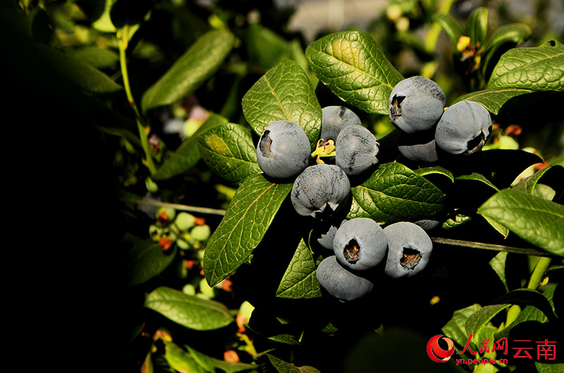 Foto menunjukkan beri biru di sebuah pusat penanaman di bandar Chengjiang, provinsi Yunnan, barat daya China. (People's Daily Online/Liu Yi)