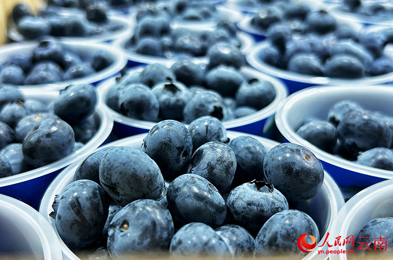 Foto menunjukkan beri biru yang sudah diisih di sebuah gudang simpanan sejuk di bandar Chengjiang, provinsi Yunnan, barat daya China. (People's Daily Online/Liu Yi)