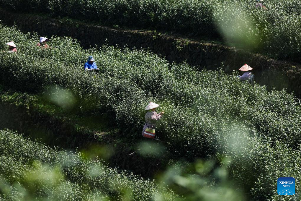 Petani memetik daun teh musim bunga di sebuah kebun teh di kaunti Wuyi, bandar Jinhua, provinsi Zhejiang, timur China, 10 Mac 2026. (Xinhua/Xu Yu)
