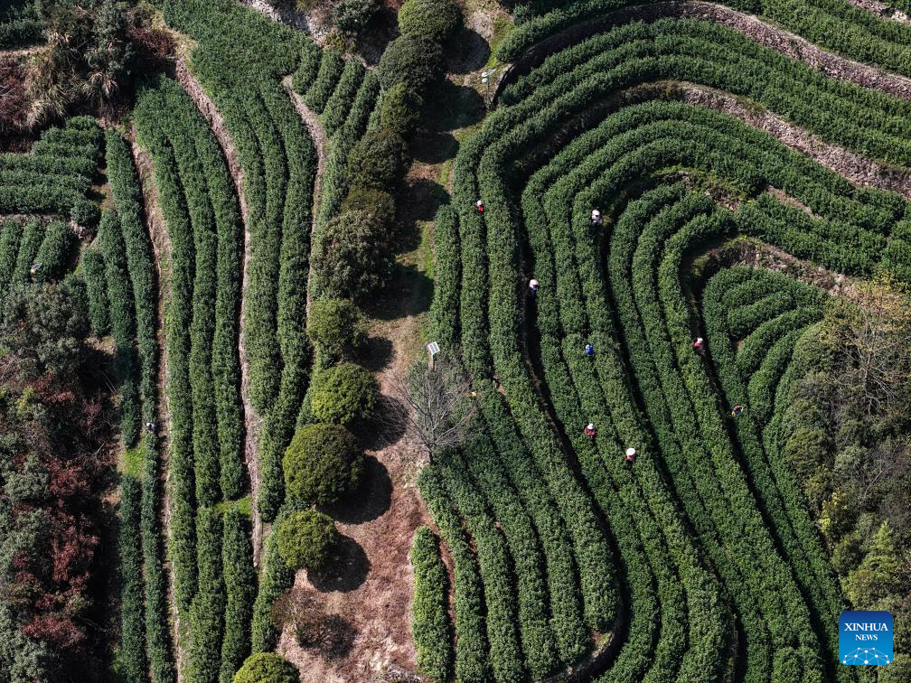 Foto dron bertarikh 10 Mac 2026 menunjukkan petani memetik daun teh musim bunga di sebuah kebun teh di kaunti Wuyi, bandar Jinhua, provinsi Zhejiang, timur China. (Xinhua/Xu Yu)