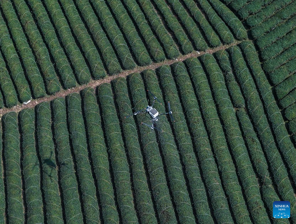 Foto dron bertarikh 10 Mac 2026 menunjukkan petani memetik daun teh musim bunga di sebuah kebun teh di kaunti Wuyi, bandar Jinhua, provinsi Zhejiang, timur China. (Xinhua/Xu Yu)