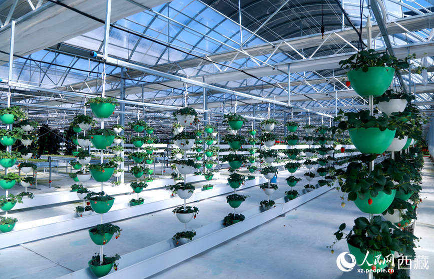Foto menunjukkan strawberi yang ditanam menggunakan kaedah penanaman gantung di sebuah taman demonstrasi pertanian moden di kaunti Maizhokunggar, Lhasa, wilayah Tibet di barat daya China. (People's Daily Online/Wu Yuren)