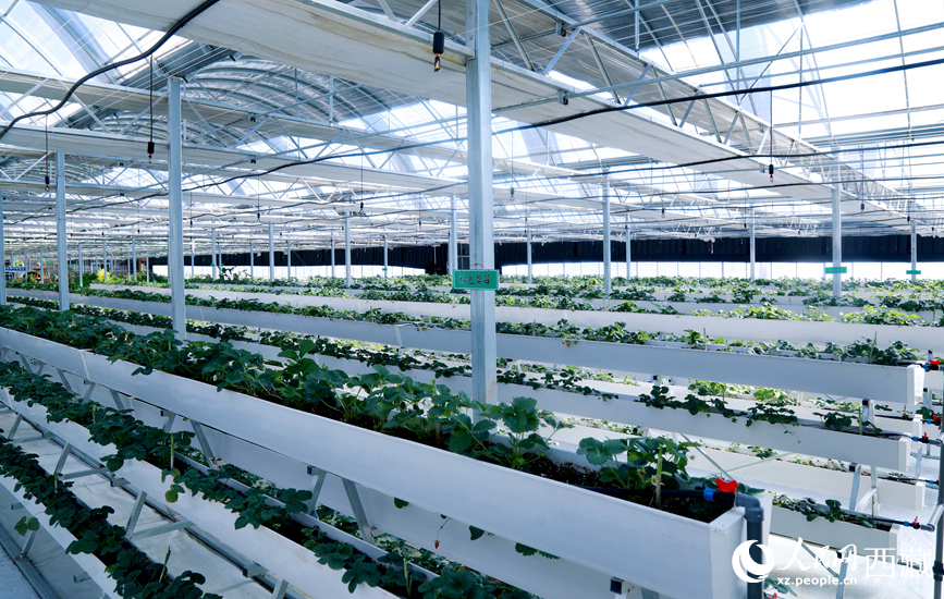Foto menunjukkan rumah hijau hidroponik di sebuah taman demonstrasi pertanian moden di kaunti Maizhokunggar, Lhasa, wilayah Tibet di barat daya China. (People's Daily Online/Wu Yuren)