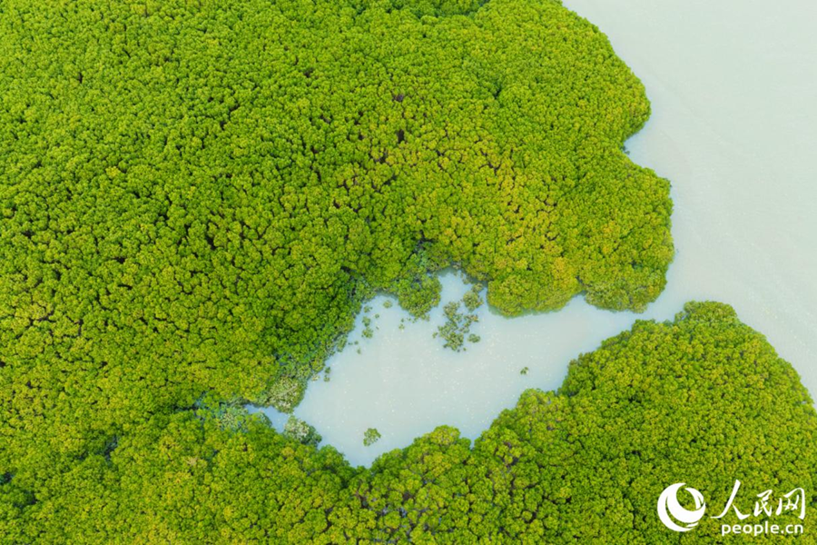 Foto menunjukkan pokok bakau di rizab tanah basah Sungai Luoyang di muara Teluk Quanzhou, provinsi Fujian, tenggara China. (People's Daily Online/Li Weiyi)