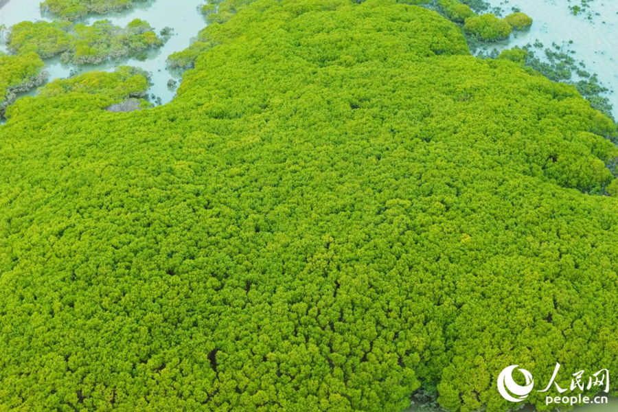 Foto menunjukkan pokok bakau di rizab tanah basah Sungai Luoyang di muara Teluk Quanzhou, provinsi Fujian, tenggara China. (People's Daily Online/Li Weiyi)