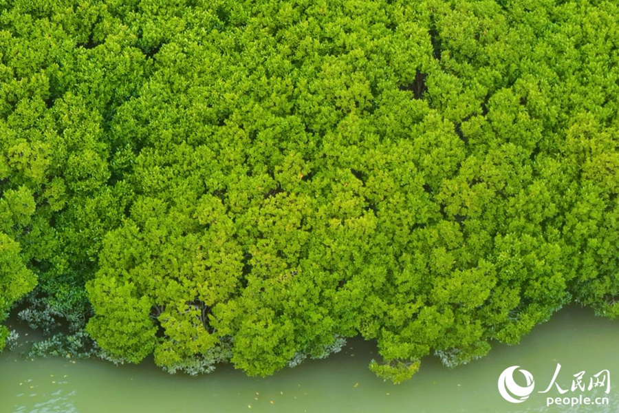 Foto menunjukkan pokok bakau di rizab tanah basah di daerah Luojiang, bandar Quanzhou, provinsi Fujian, tenggara China. (People's Daily Online/Li Weiyi)