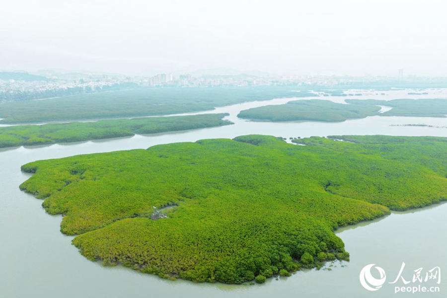 Foto menunjukkan pemandangan udara pokok bakau di kedua-dua belah Jambatan Luoyang di Quanzhou, provinsi Fujian, tenggara China. (People's Daily Online/Li Weiyi)