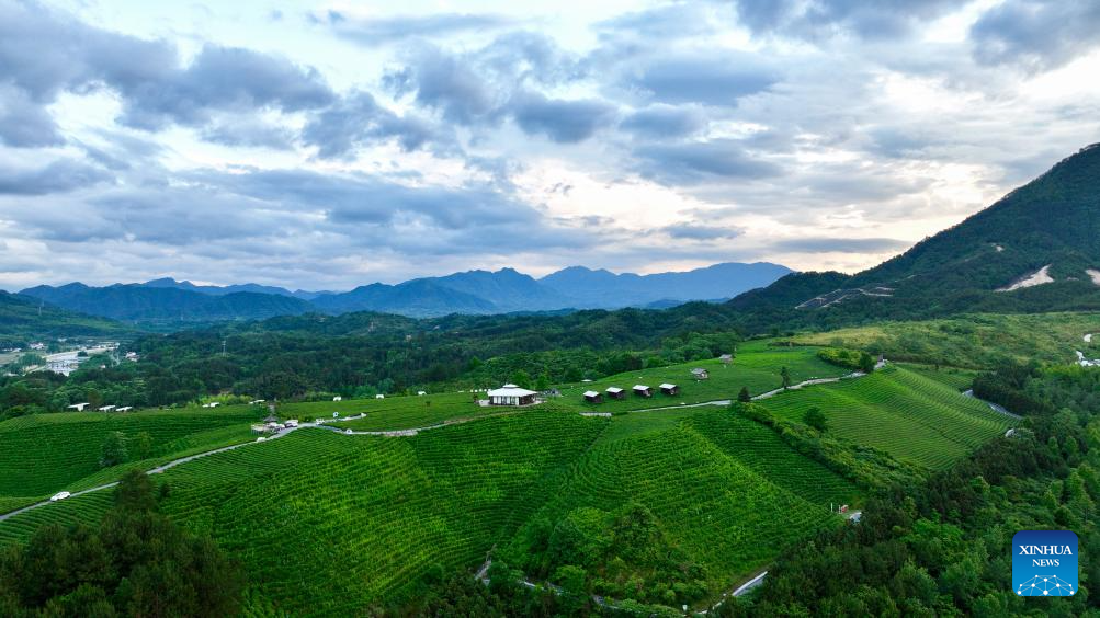 Foto dron bertarikh 15 Mei 2026 menunjukkan pemandangan kebun teh di kampung Luxi, kaunti Jingde, bandar Xuancheng di provinsi Anhui, timur China. (Xinhua/Zhou Mu)