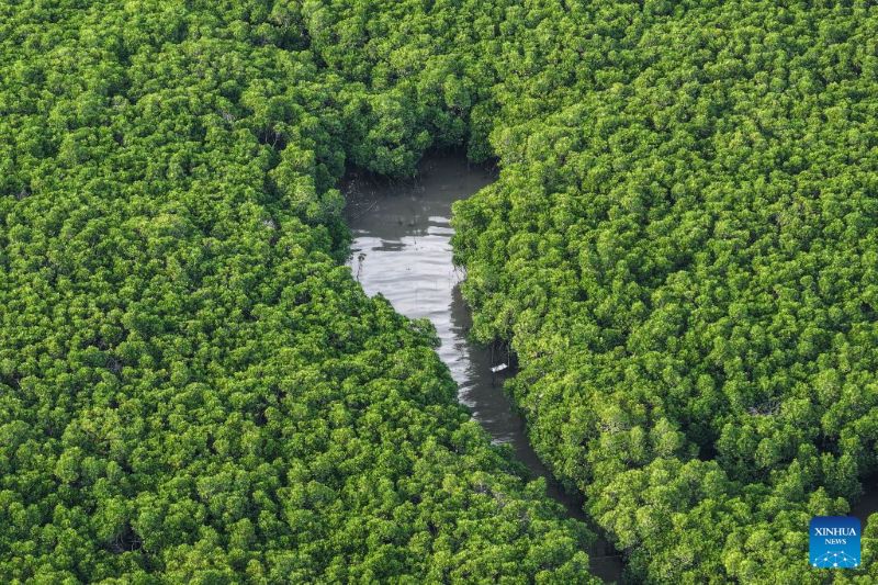 Foto dron yang diambil pada 24 Julai 2026 ini memaparkan pemandangan Rizab Semula Jadi Bakau Shankou di kaunti Hepu, Beihai, wilayah autonomi Zhuang Guangxi, selatan China. (Xinhua/Cao Yiming)