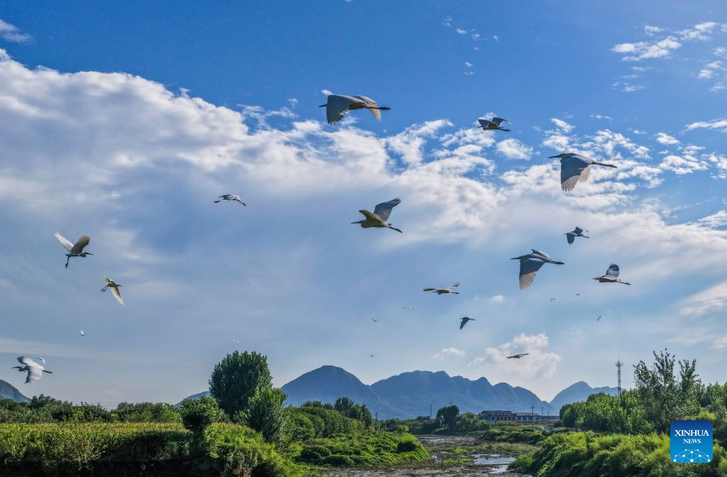 Foto dron bertarikh 26 Ogos 2026 ini menunjukkan bangau berterbangan atas Sungai Shahe di Zunhua, provinsi Hebei, utara China. (Foto oleh Liu Mancang/Xinhua)