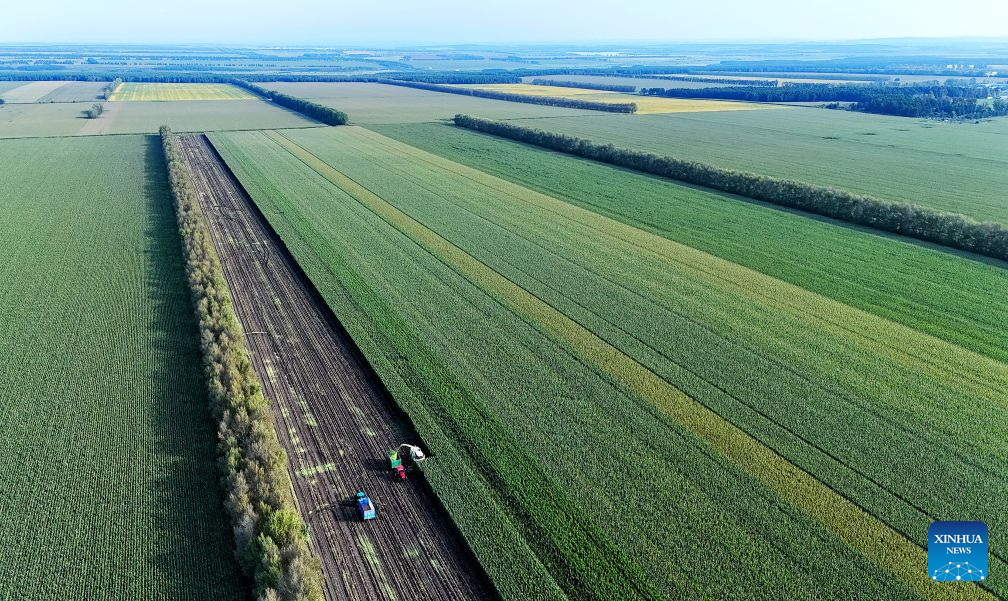 Foto dron yang diambil pada 2 September 2026 ini menunjukkan sebuah mesin menuai sedang beroperasi di ladang jagung Beidahuang Group di provinsi Heilongjiang, timur laut China. (Xu Yingxian/Xinhua)