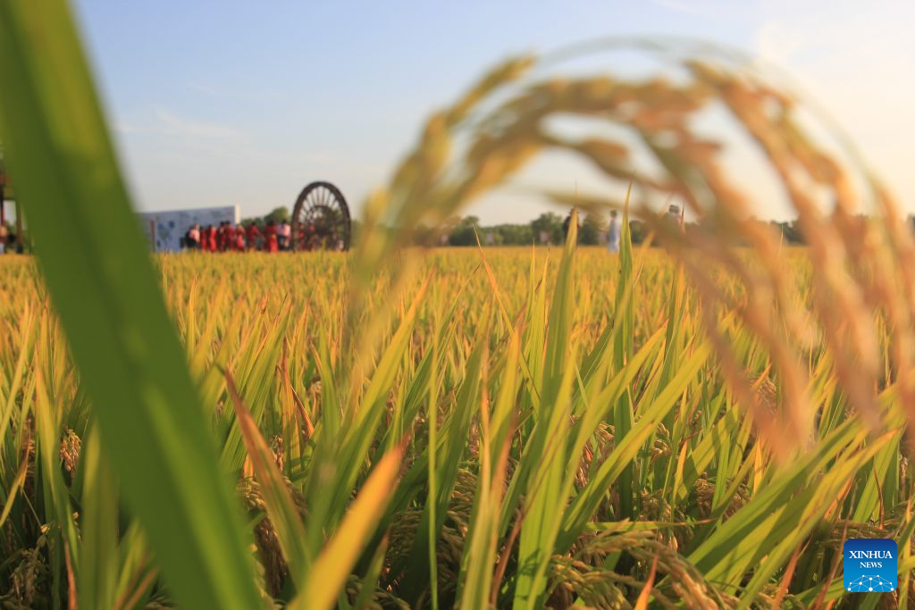 Foto yang diambil pada 5 September 2026 ini menunjukkan pemandangan sawah padi Beidahuang Group di provinsi Heilongjiang, timur laut China. (Wang Yaguang/Xinhua)