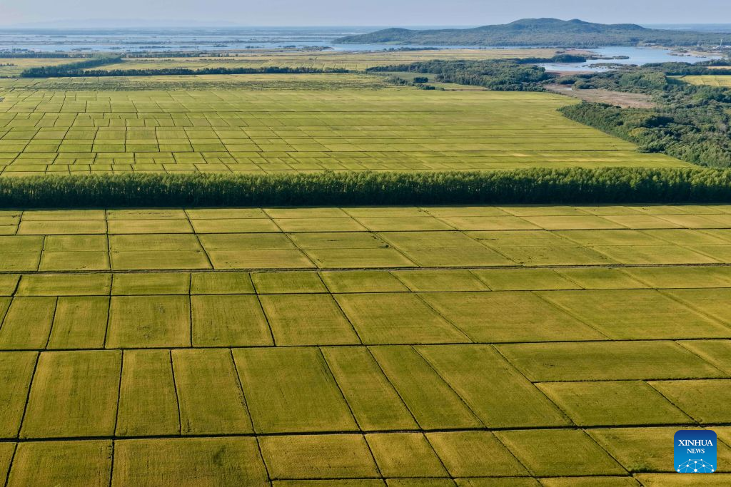 Foto yang diambil pada 5 September 2026 ini menunjukkan pemandangan sawah padi Beidahuang Group di provinsi Heilongjiang, timur laut China. (Wang Yaguang/Xinhua)