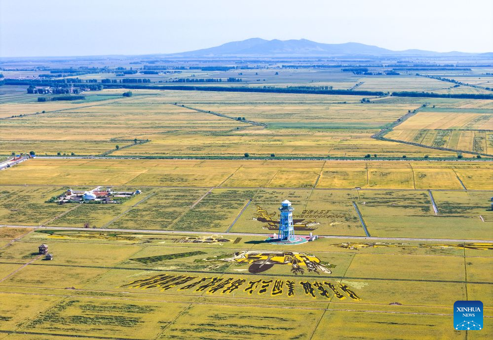 Foto yang diambil pada 5 September 2026 ini menunjukkan pemandangan sawah padi Beidahuang Group di provinsi Heilongjiang, timur laut China. (Wang Yaguang/Xinhua)