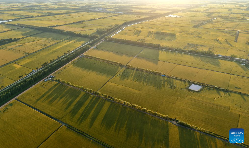 Foto dron yang diambil pada 5 September 2026 ini menunjukkan pemandangan sawah padi Beidahuang Group di provinsi Heilongjiang, timur laut China. (Huang Yongxing/Xinhua)