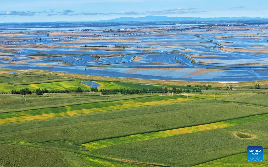 Foto yang diambil pada 5 September 2026 ini menunjukkan pemandangan sawah padi Beidahuang Group di provinsi Heilongjiang, timur laut China. (Wang Yaguang/Xinhua)