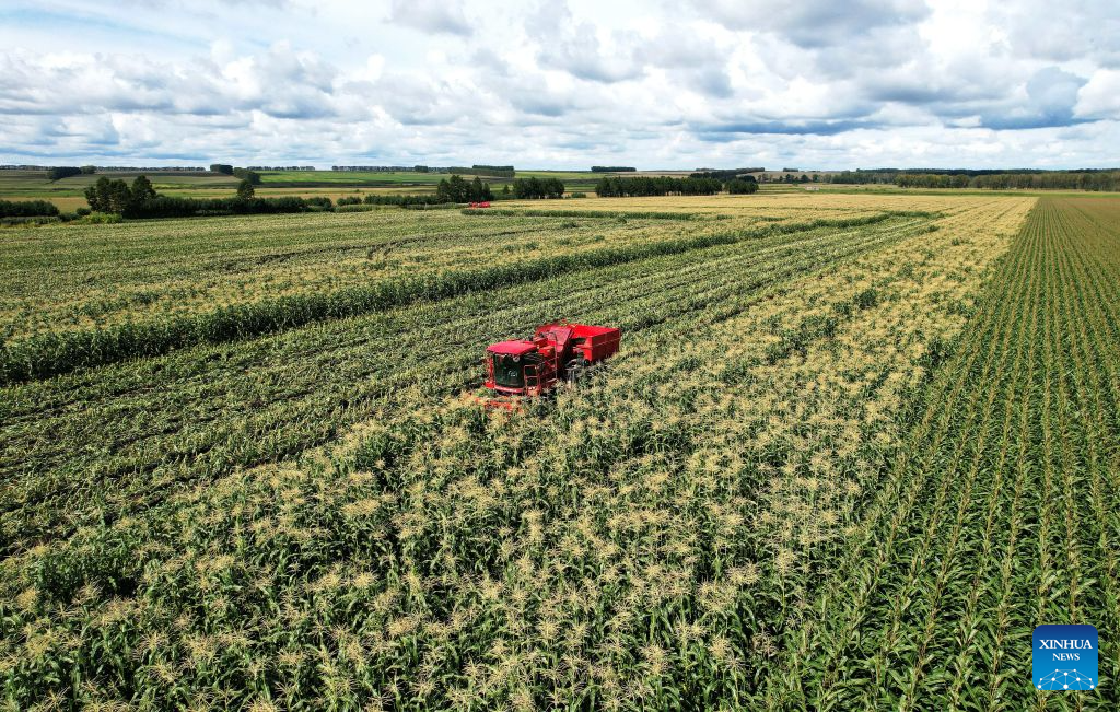 Foto dron yang diambil pada 2 September 2026 ini menunjukkan sebuah mesin menuai sedang beroperasi di ladang jagung Beidahuang Group di provinsi Heilongjiang, timur laut China. (Xu Yingxian/Xinhua)
