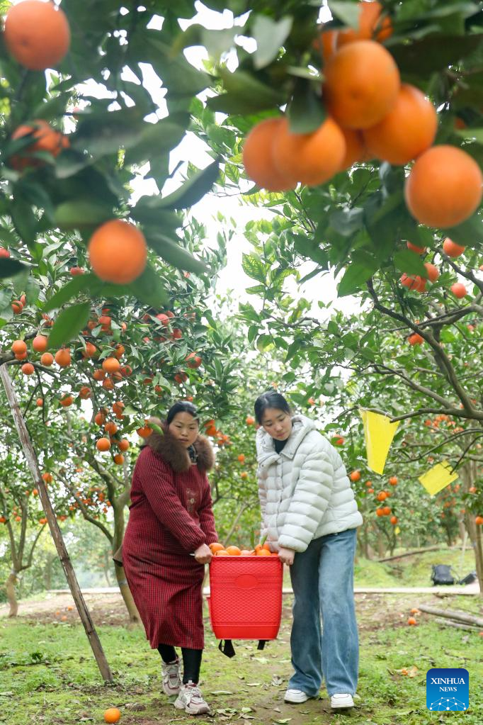 Penduduk kampung memindahkan sebakul oren yang baru dipetik di kampung Dafoshan, bandar Huaying, provinsi Sichuan, barat daya China, 4 Februari 2026. (Qiu Haiying/Xinhua)