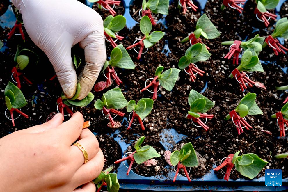 Seorang petani membuat cantuman anak pokok tembikai di sebuah rumah hijau di pekan Zhaoqiao, bandar Bozhou, provinsi Anhui, timur China, 4 Februari 2026. (Liu Qinli/Xinhua)