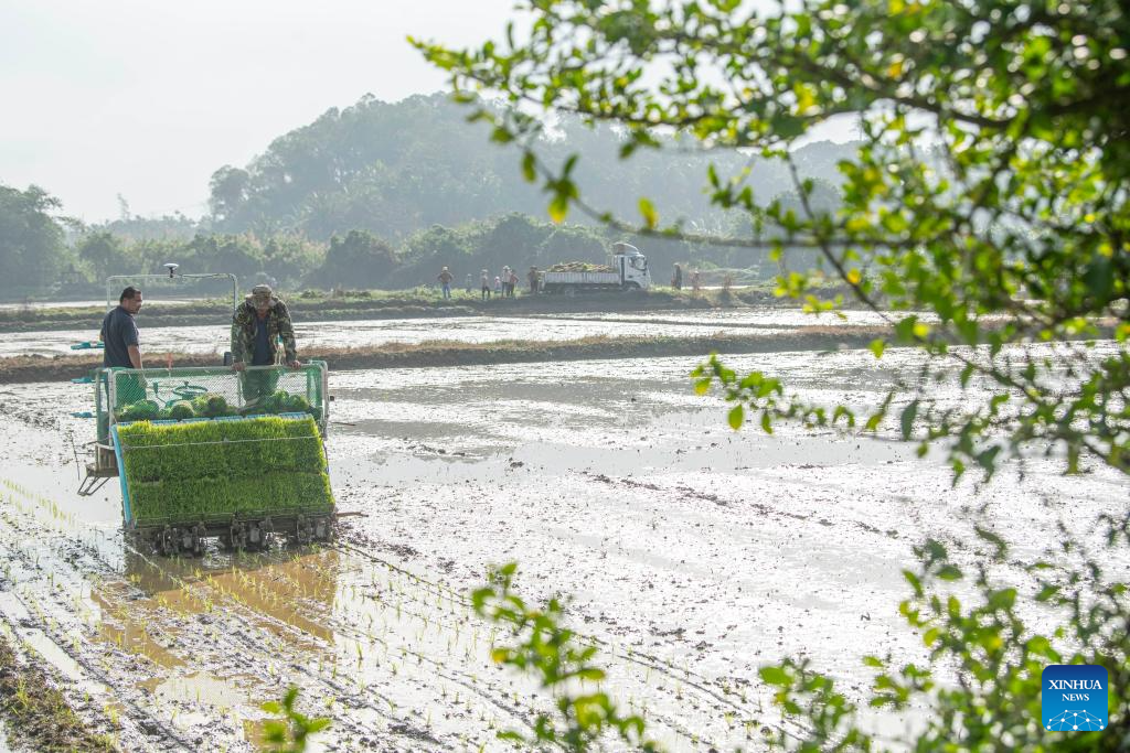 Petani memindahkan anak padi di pekan Jiaji, bandar Qionghai, provinsi Hainan, selatan China, 4 Februari 2026. (Meng Zhongde/Xinhua)