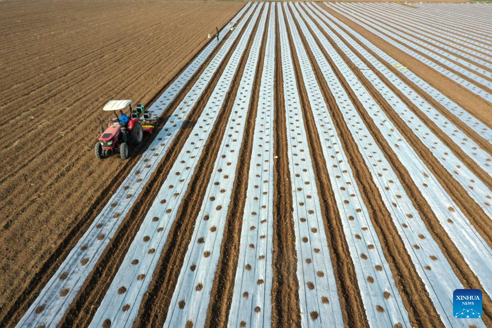 Foto dron bertarikh 4 Februari 2026 menunjukkan seorang petani sedang mengendalikan mesin ladang di kampung Nanli, bandar Qinyang, provinsi Henan, tengah China. (Yang Fan/Xinhua)