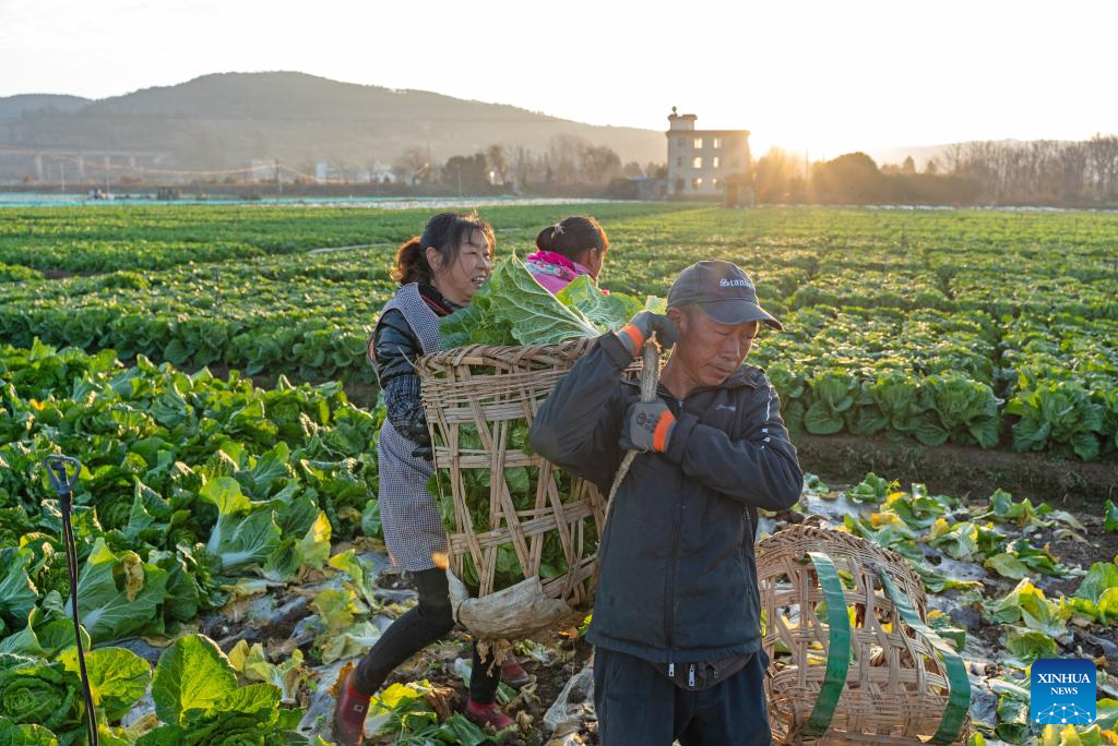 Petani menuai sawi putih di sebuah ladang di bandar Qujing, provinsi Yunnan, barat daya China, 4 Februari 2026. (Yang Junpeng/Xinhua)