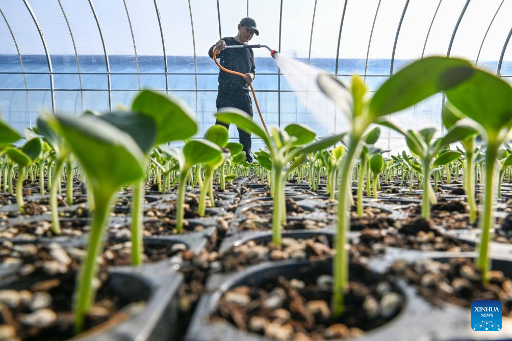 Seorang penduduk kampung menyiram anak pokok tembikai di kaunti Xiayi, bandar Shangqiu, provinsi Henan, tengah China, 4 Februari 2026. (Wang Gaochao/Xinhua)