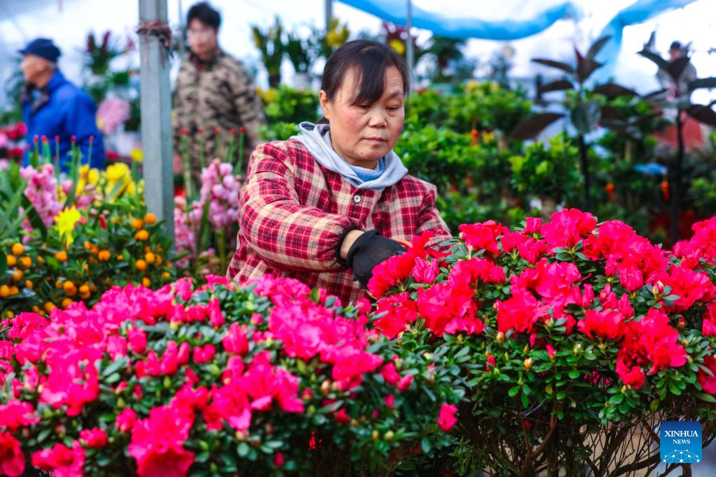 Seorang penanam bunga bekerja di pangkalan penanaman bunga di kaunti Guangshan, bandar Xinyang, provinsi Henan, tengah China, 4 Februari 2026. (Xie Wanbo/Xinhua)